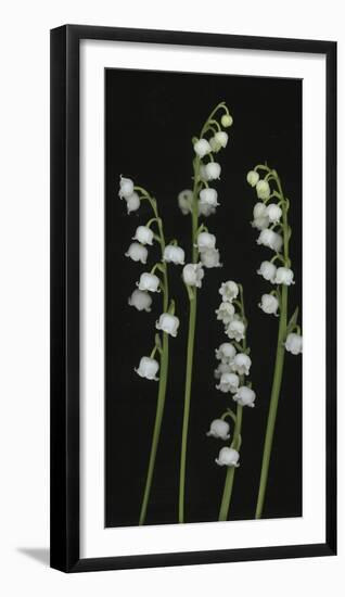 Lily of the Valley-Anna Miller-Framed Photographic Print