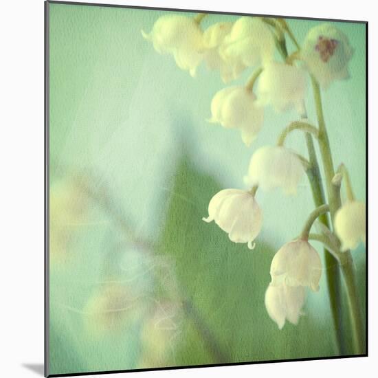 Lily of the Valley-Judy Stalus-Mounted Photographic Print