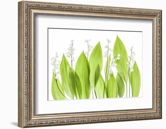Lily of the Valley-Mandy Disher-Framed Photographic Print