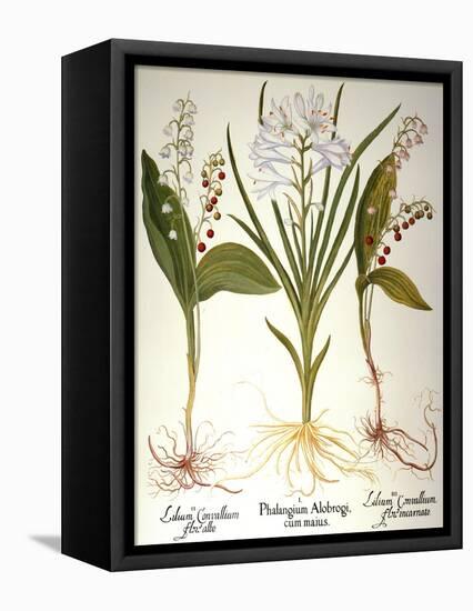 Lily-Of-The-Valley-Besler Basilius-Framed Premier Image Canvas