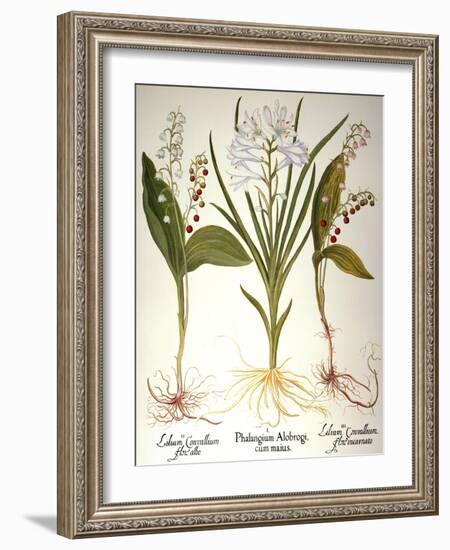 Lily-Of-The-Valley-Besler Basilius-Framed Giclee Print