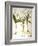 Lily-Of-The-Valley-Besler Basilius-Framed Giclee Print