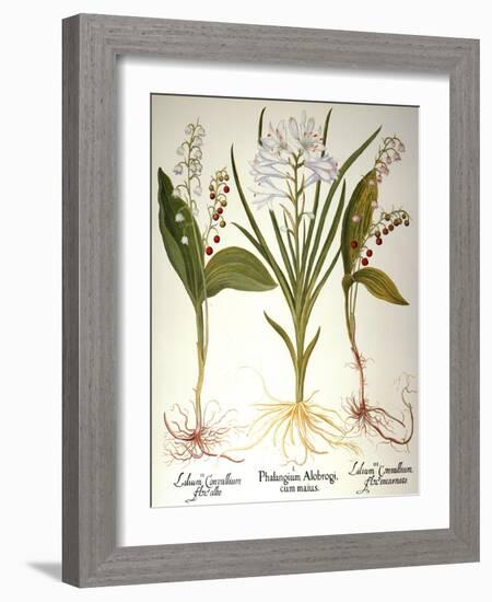 Lily-Of-The-Valley-Besler Basilius-Framed Giclee Print