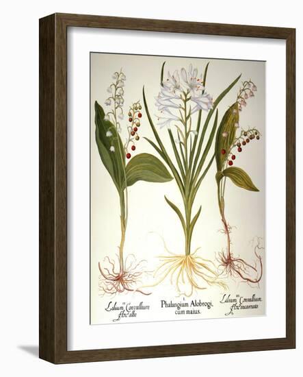 Lily-Of-The-Valley-Besler Basilius-Framed Giclee Print