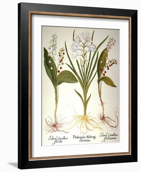 Lily-Of-The-Valley-Besler Basilius-Framed Giclee Print