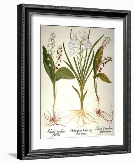 Lily-Of-The-Valley-Besler Basilius-Framed Giclee Print