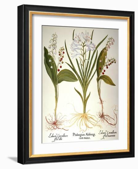 Lily-Of-The-Valley-Besler Basilius-Framed Giclee Print