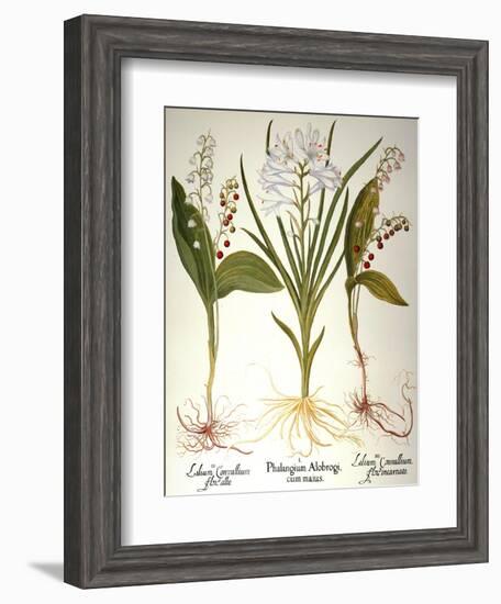 Lily-Of-The-Valley-Besler Basilius-Framed Giclee Print