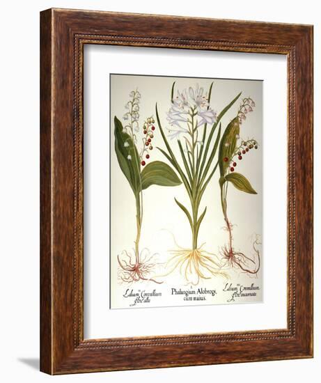 Lily-Of-The-Valley-Besler Basilius-Framed Giclee Print