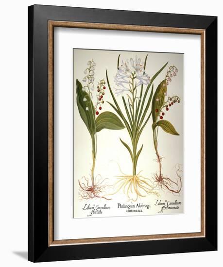 Lily-Of-The-Valley-Besler Basilius-Framed Giclee Print