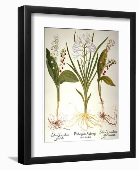 Lily-Of-The-Valley-Besler Basilius-Framed Giclee Print