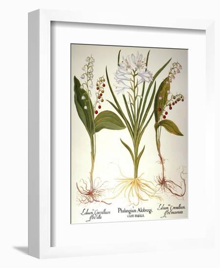 Lily-Of-The-Valley-Besler Basilius-Framed Giclee Print