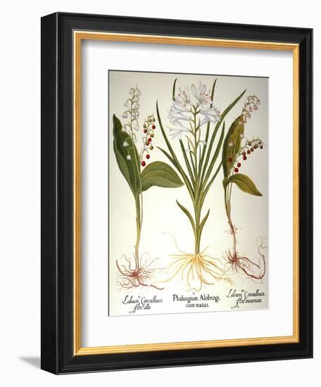 Lily-Of-The-Valley-Besler Basilius-Framed Giclee Print