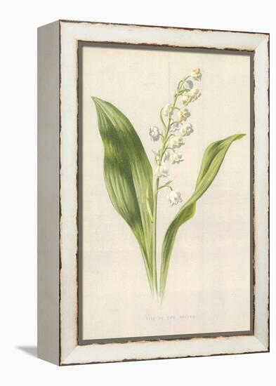 Lily of the Valley-Frederick Edward Hulme-Framed Premier Image Canvas