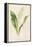 Lily of the Valley-Frederick Edward Hulme-Framed Premier Image Canvas