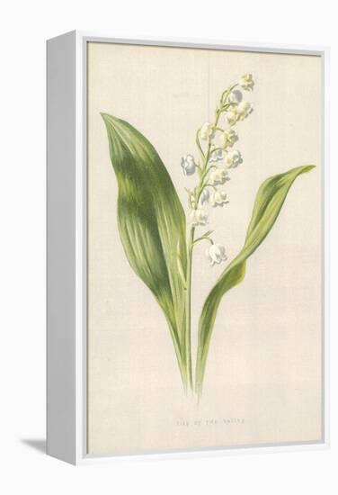 Lily of the Valley-Frederick Edward Hulme-Framed Premier Image Canvas