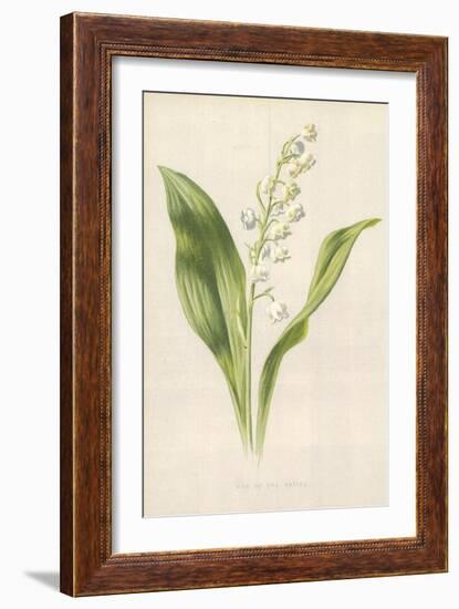 Lily of the Valley-Frederick Edward Hulme-Framed Giclee Print