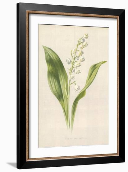 Lily of the Valley-Frederick Edward Hulme-Framed Giclee Print