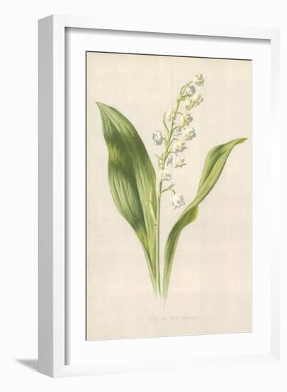 Lily of the Valley-Frederick Edward Hulme-Framed Giclee Print