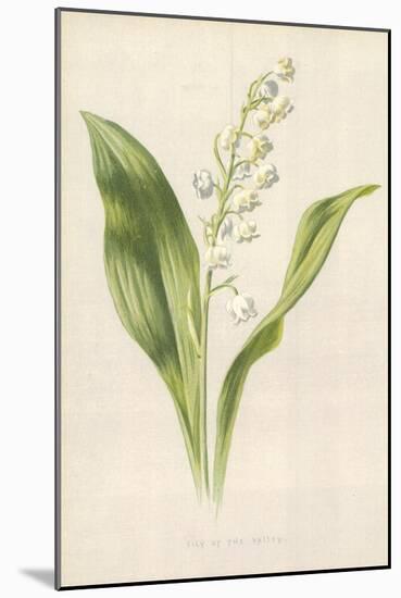 Lily of the Valley-Frederick Edward Hulme-Mounted Giclee Print