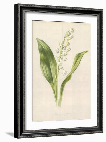 Lily of the Valley-Frederick Edward Hulme-Framed Giclee Print