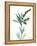 Lily of the Valley-Albert Koetsier-Framed Stretched Canvas