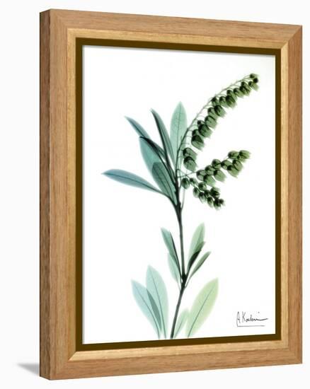 Lily of the Valley-Albert Koetsier-Framed Stretched Canvas