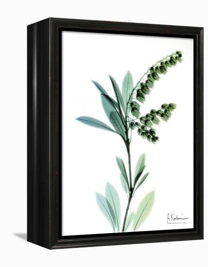 Lily of the Valley-Albert Koetsier-Framed Stretched Canvas