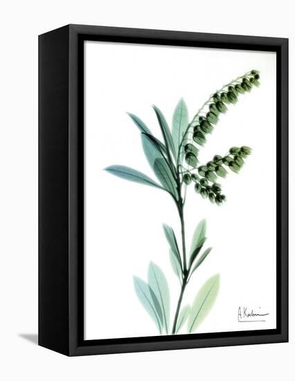 Lily of the Valley-Albert Koetsier-Framed Stretched Canvas