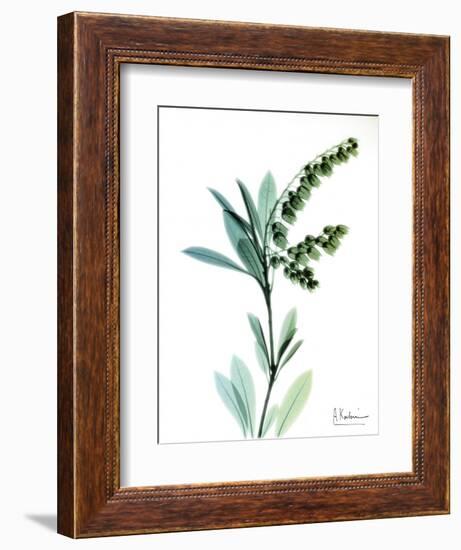 Lily of the Valley-Albert Koetsier-Framed Premium Giclee Print