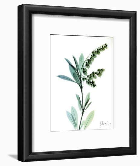 Lily of the Valley-Albert Koetsier-Framed Premium Giclee Print