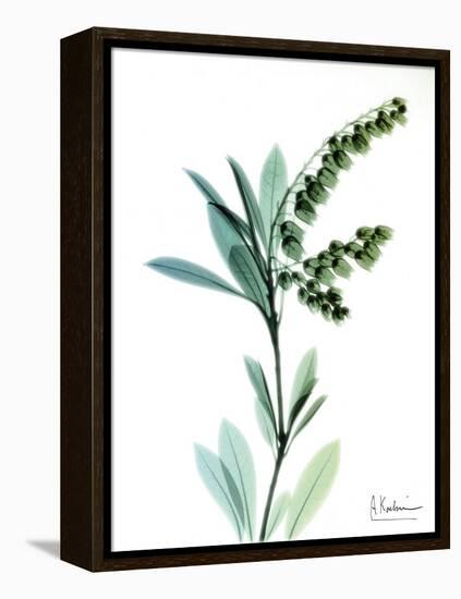 Lily of the Valley-Albert Koetsier-Framed Stretched Canvas