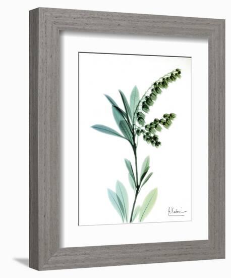 Lily of the Valley-Albert Koetsier-Framed Art Print