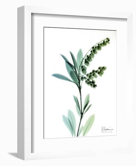 Lily of the Valley-Albert Koetsier-Framed Art Print