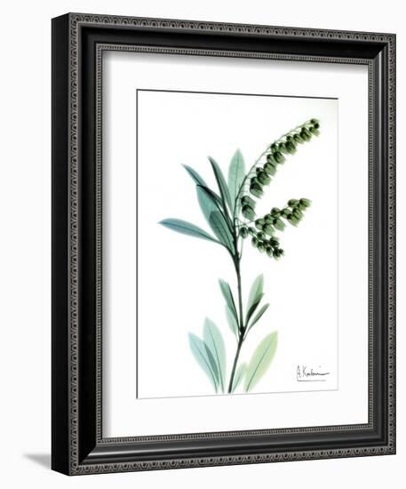 Lily of the Valley-Albert Koetsier-Framed Art Print