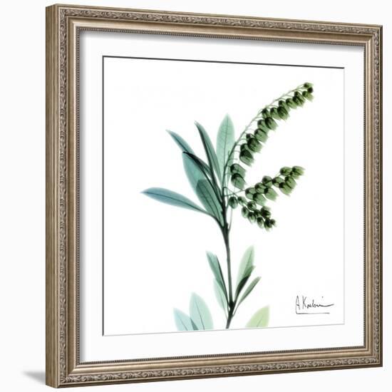 Lily of the Valley-Albert Koetsier-Framed Art Print