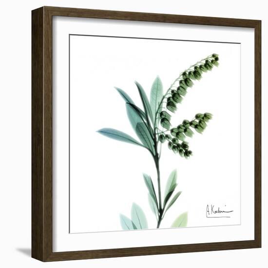 Lily of the Valley-Albert Koetsier-Framed Art Print