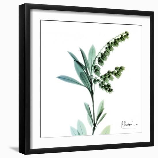 Lily of the Valley-Albert Koetsier-Framed Art Print