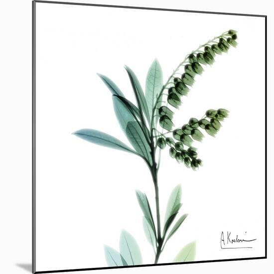 Lily of the Valley-Albert Koetsier-Mounted Art Print