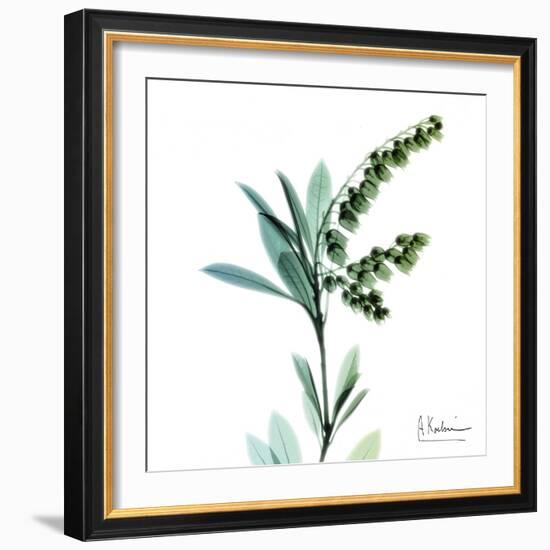 Lily of the Valley-Albert Koetsier-Framed Art Print