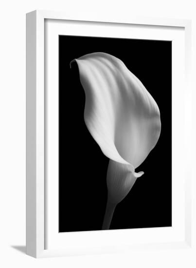 Lily on Black 02-Tom Quartermaine-Framed Giclee Print