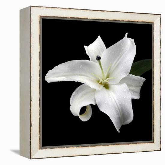 Lily on Black I-Jim Christensen-Framed Premier Image Canvas