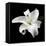 Lily on Black I-Jim Christensen-Framed Premier Image Canvas