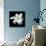 Lily on Black I-Jim Christensen-Mounted Photographic Print displayed on a wall