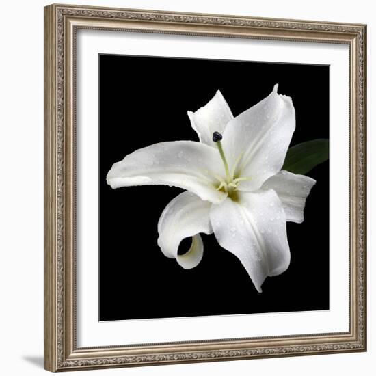 Lily on Black I-Jim Christensen-Framed Photographic Print