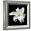 Lily on Black I-Jim Christensen-Framed Photographic Print