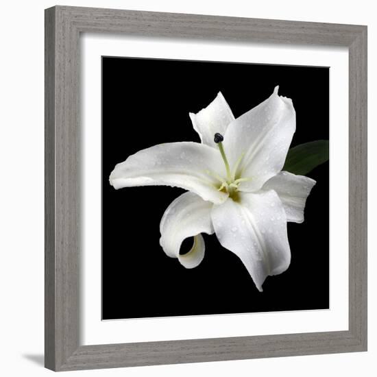 Lily on Black I-Jim Christensen-Framed Photographic Print