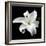 Lily on Black I-Jim Christensen-Framed Photographic Print