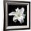 Lily on Black I-Jim Christensen-Framed Photographic Print