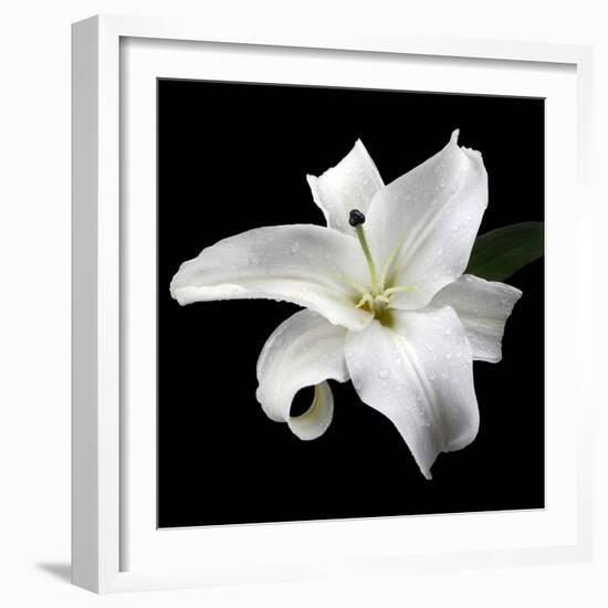 Lily on Black I-Jim Christensen-Framed Photographic Print
